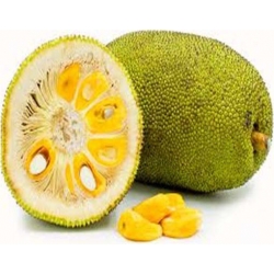 Nasiona Dżakfrut jackfruit drzewo bochenkowe chlebowiec różnolistny